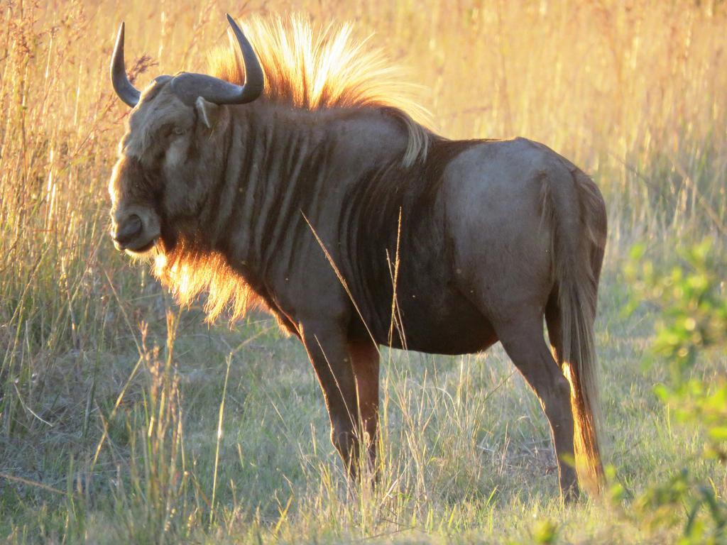 Dawsons Game Lodge Бадплас Экстерьер фото